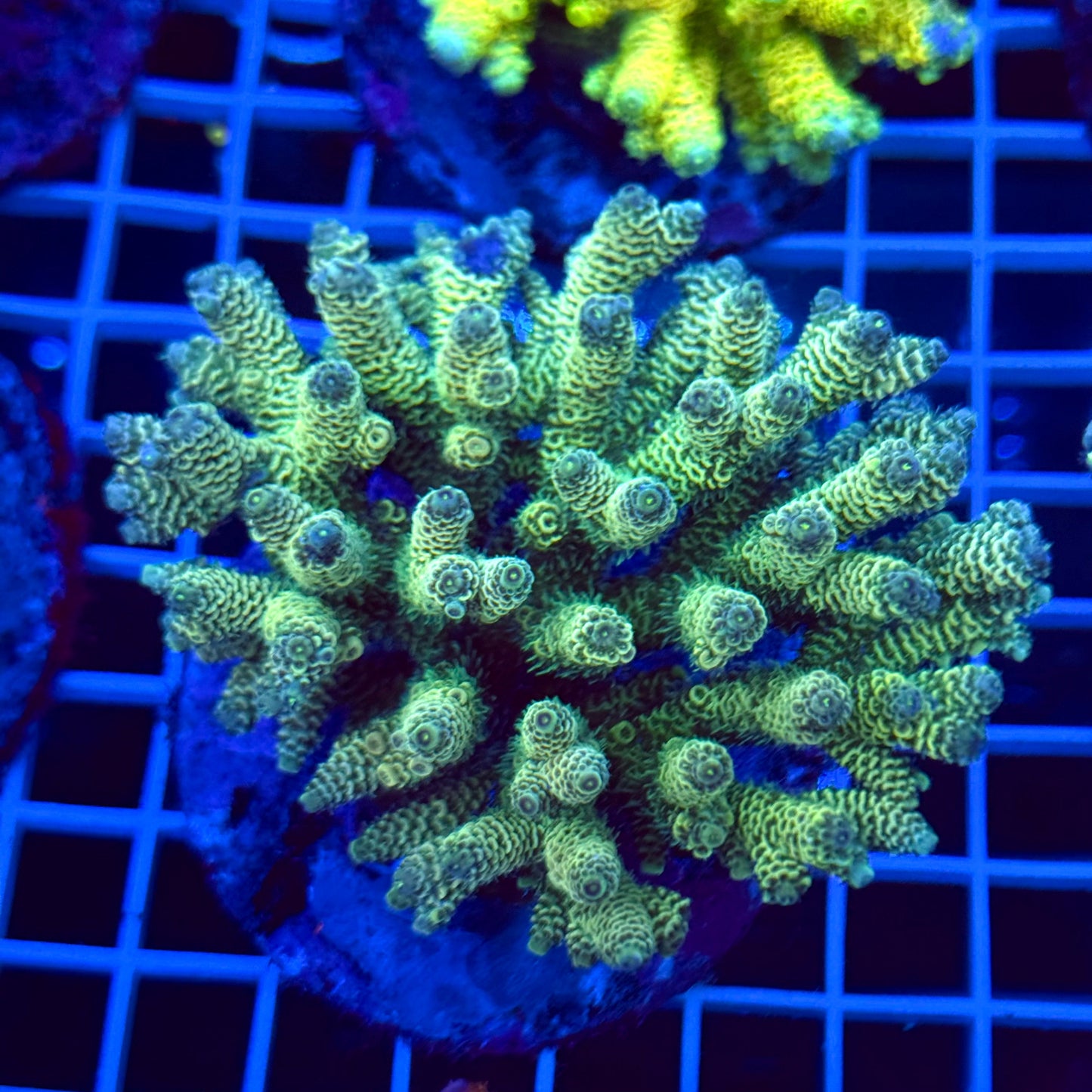 Acro Colony T2B4