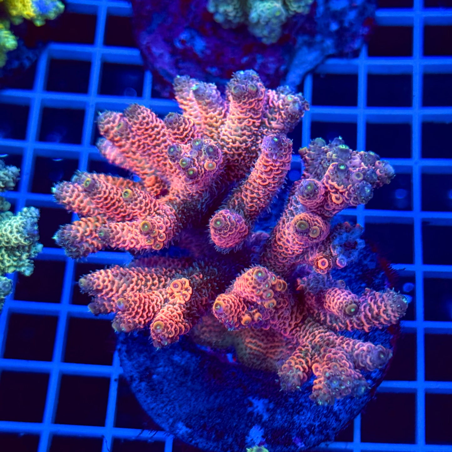 Acro Colony T2B5