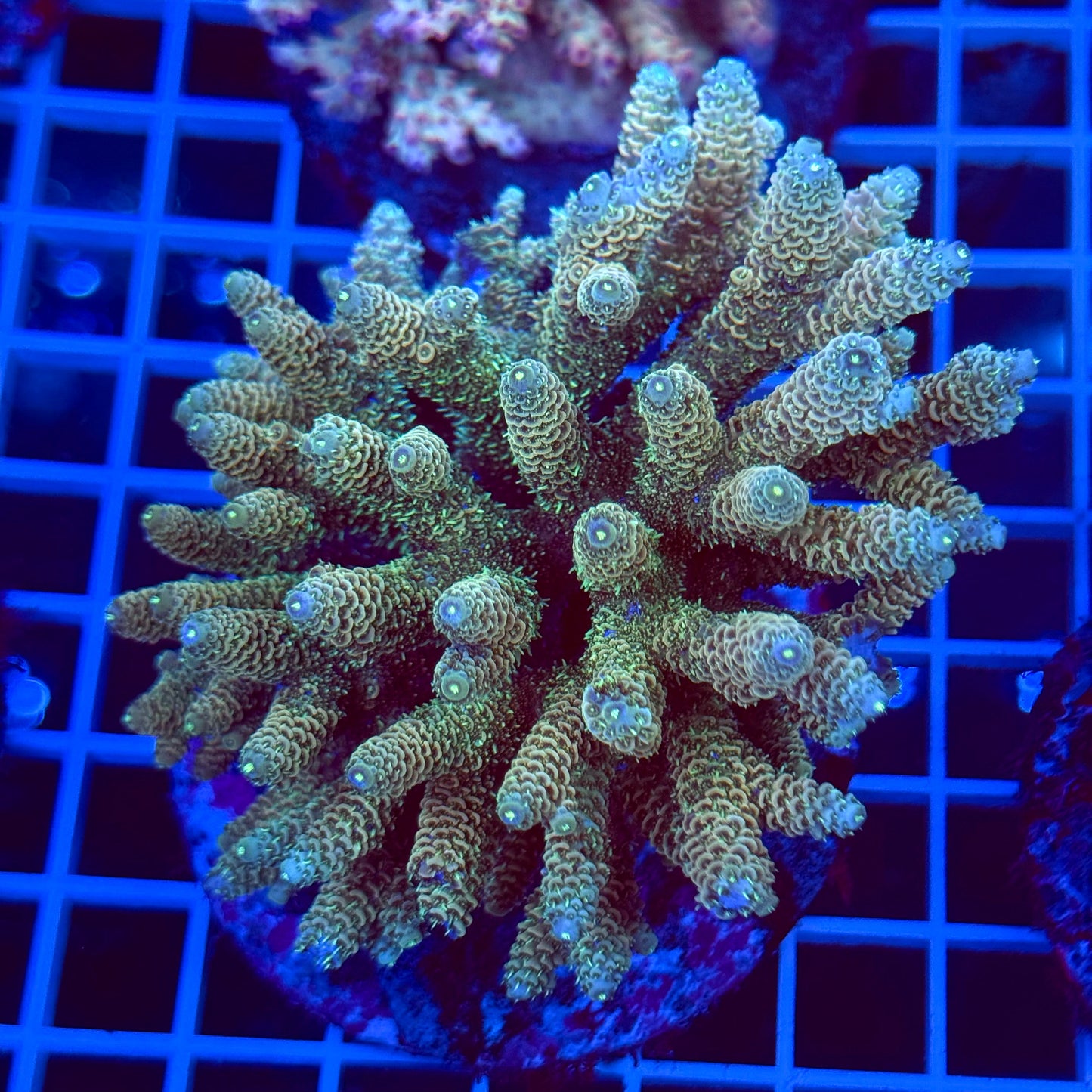 Acro Colony T2B6