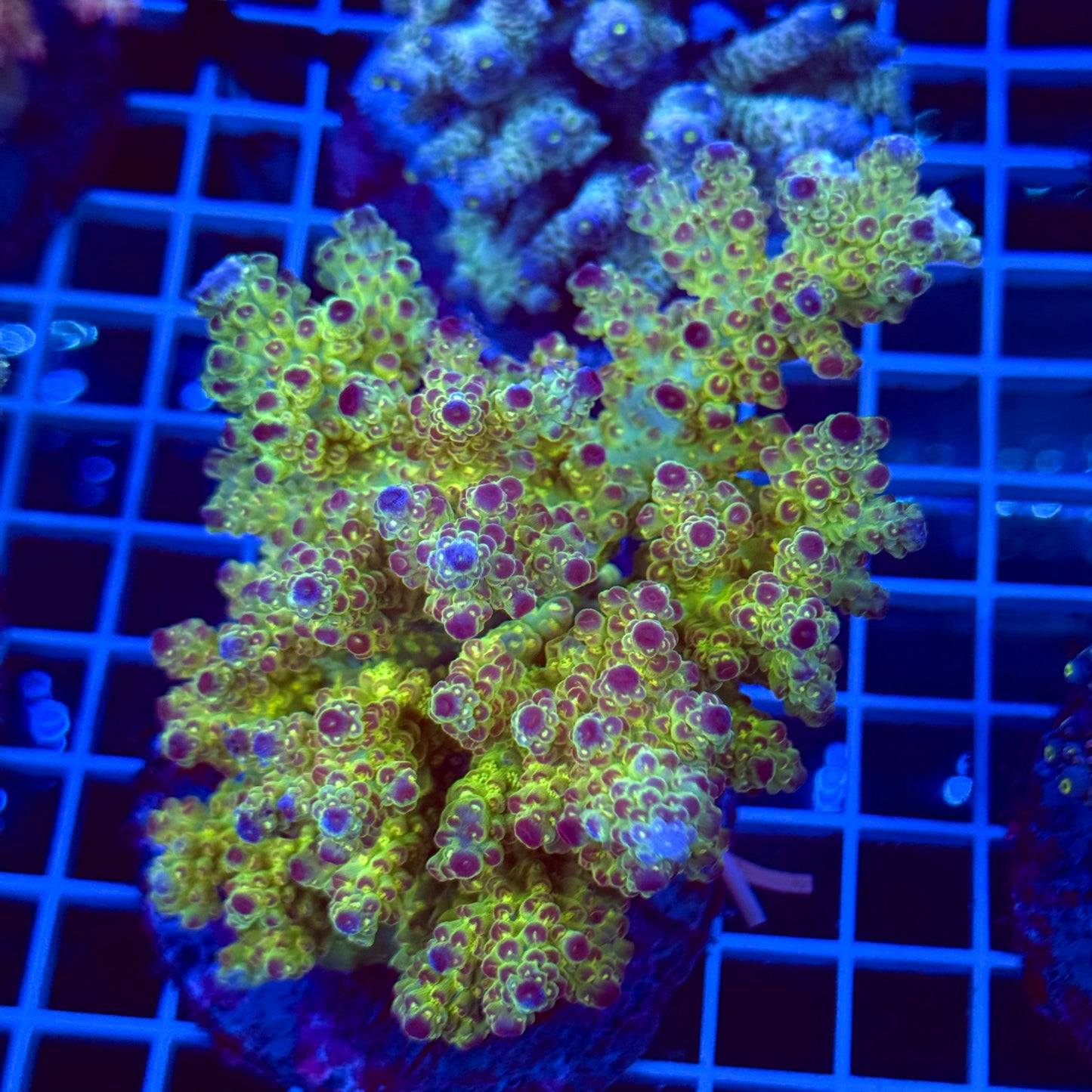 Acro Colony T2B7