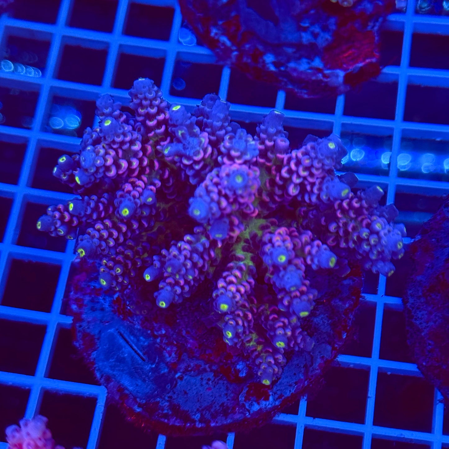Acro Colony T2B8