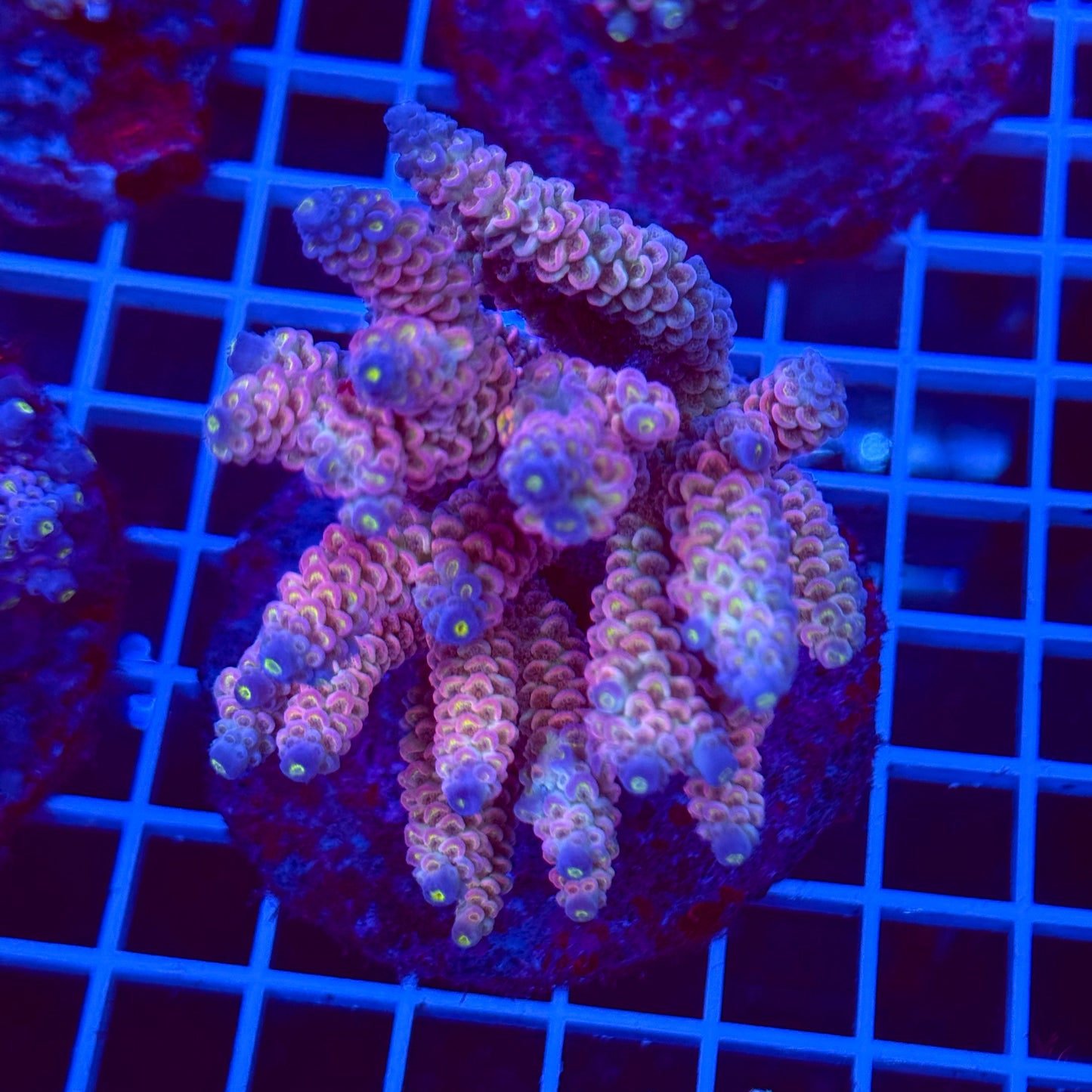 Acro Colony T2B9