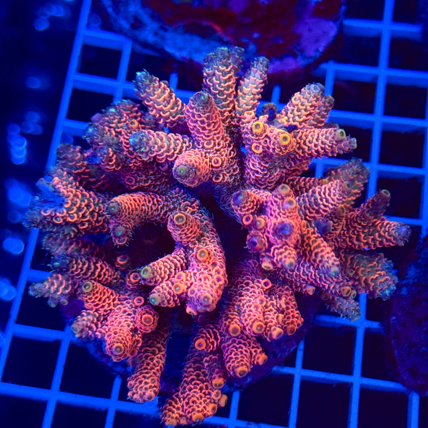 Acro Colony T2C1