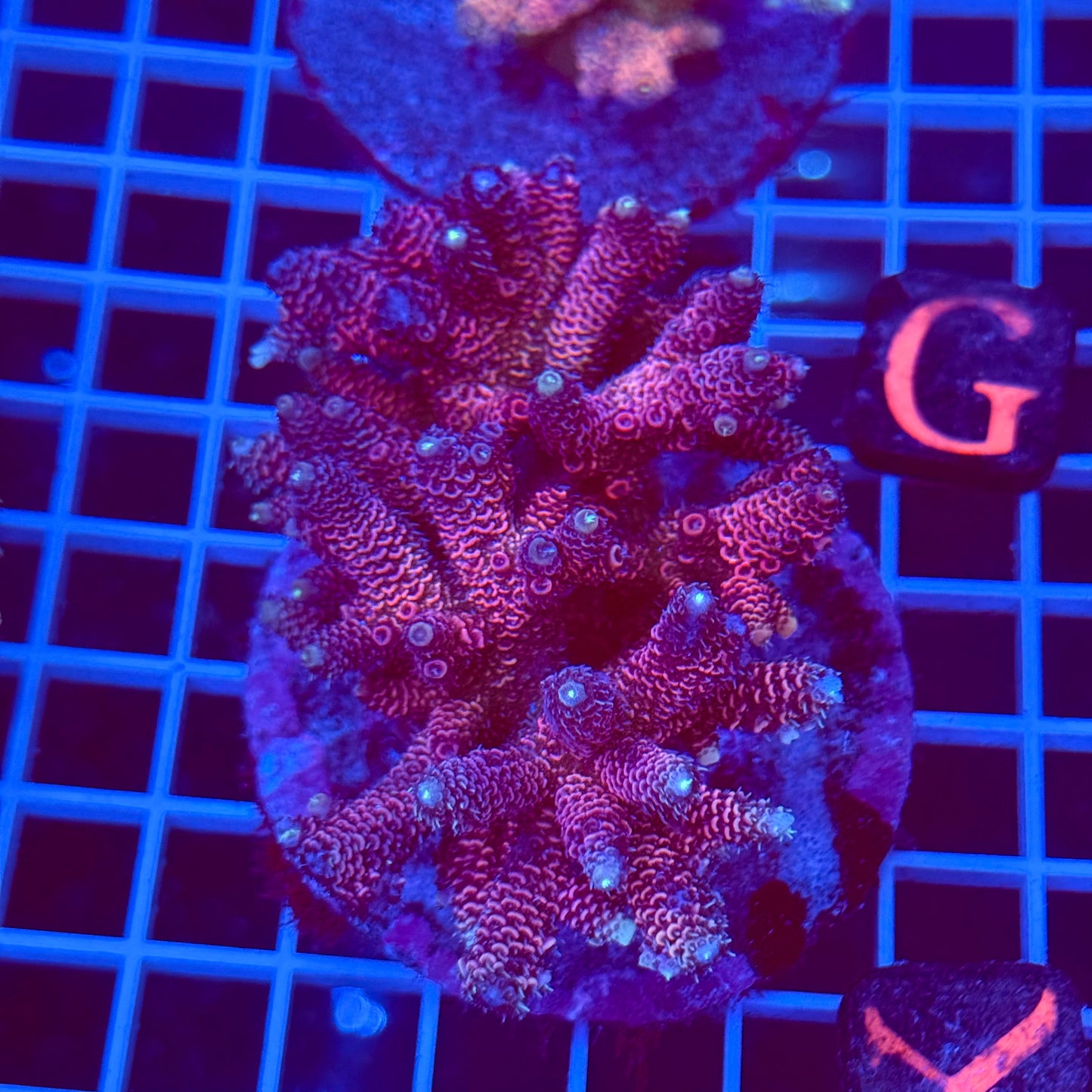 Acro Colony T2C10