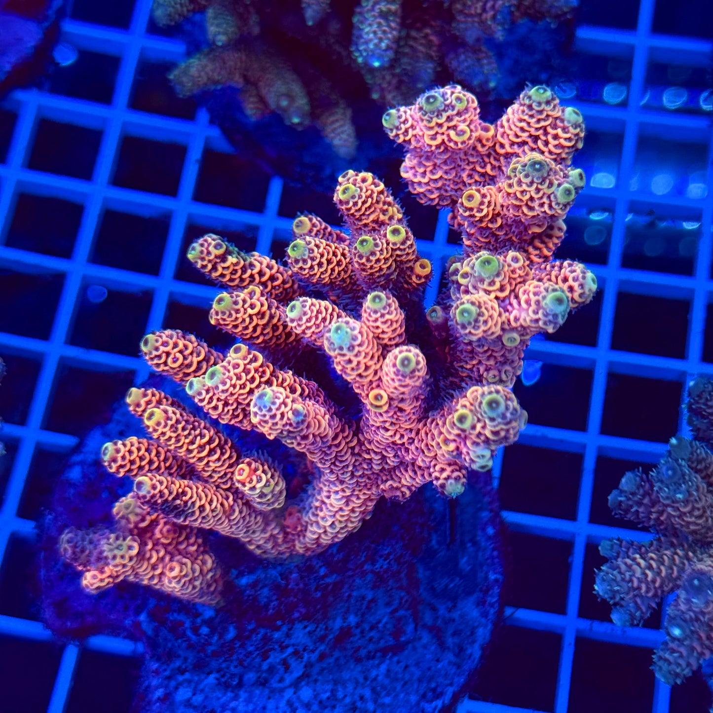 Acro Colony T2C2