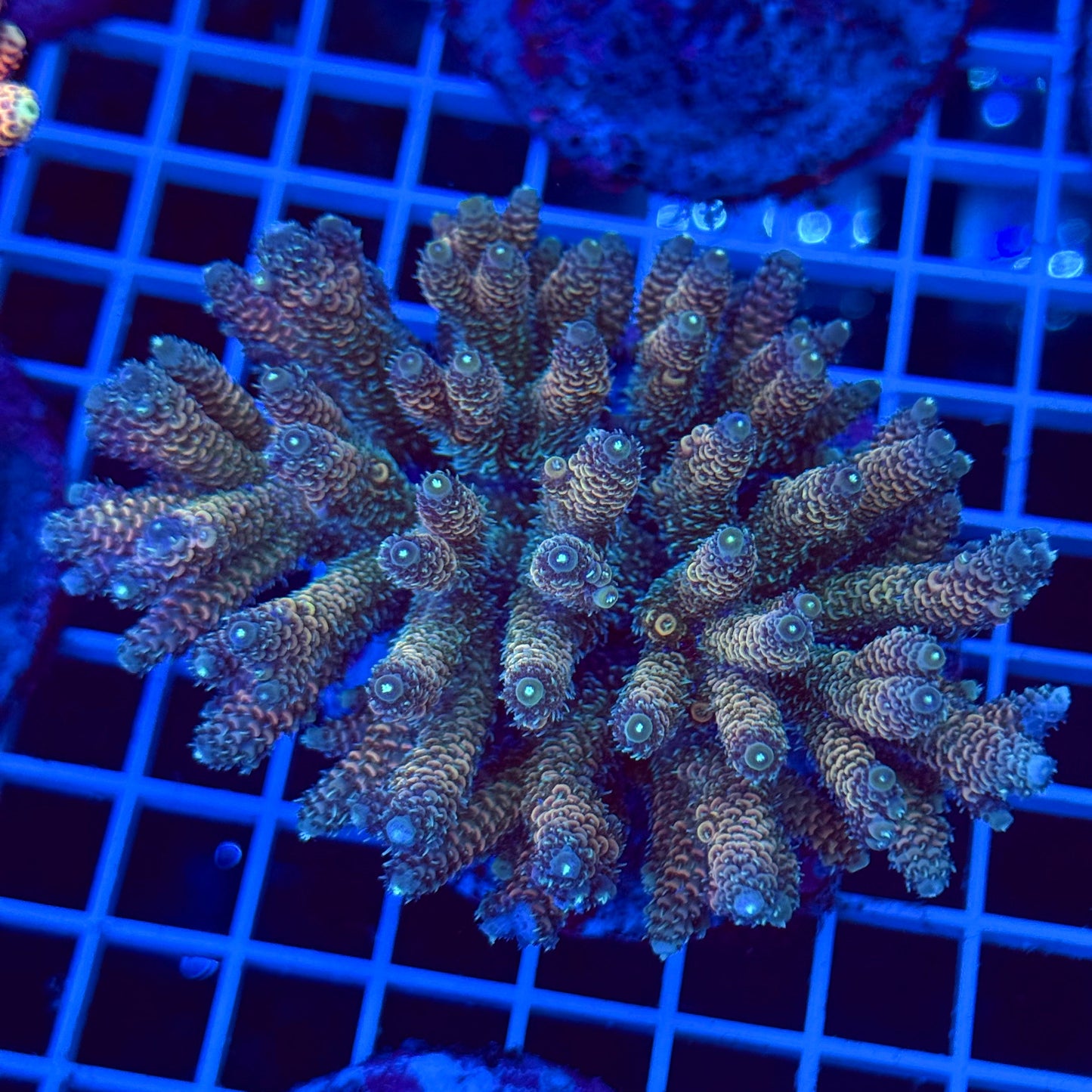 Acro Colony T2C3