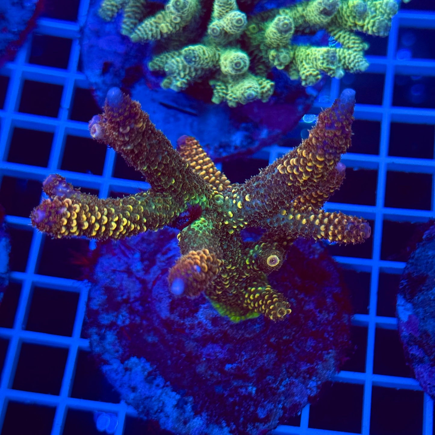 Acro Colony T2C4