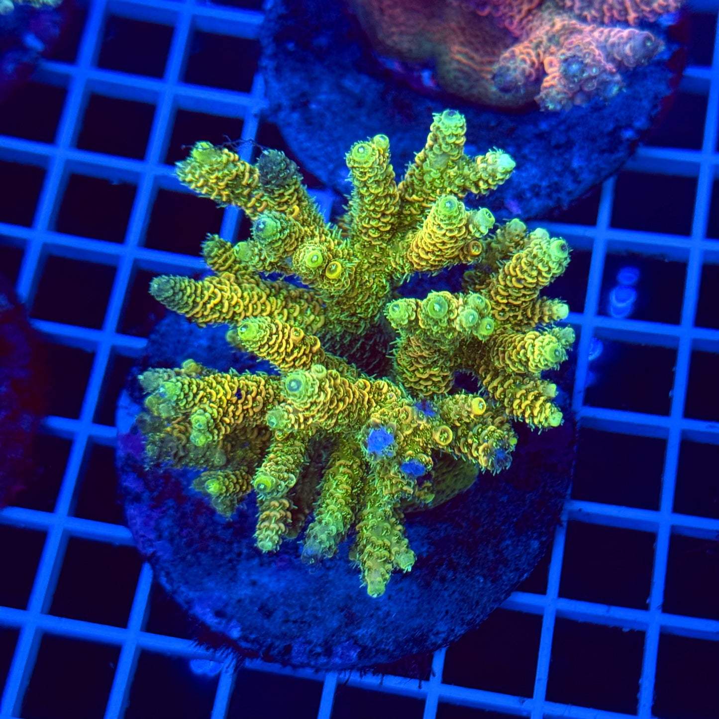 Acro Colony T2C5