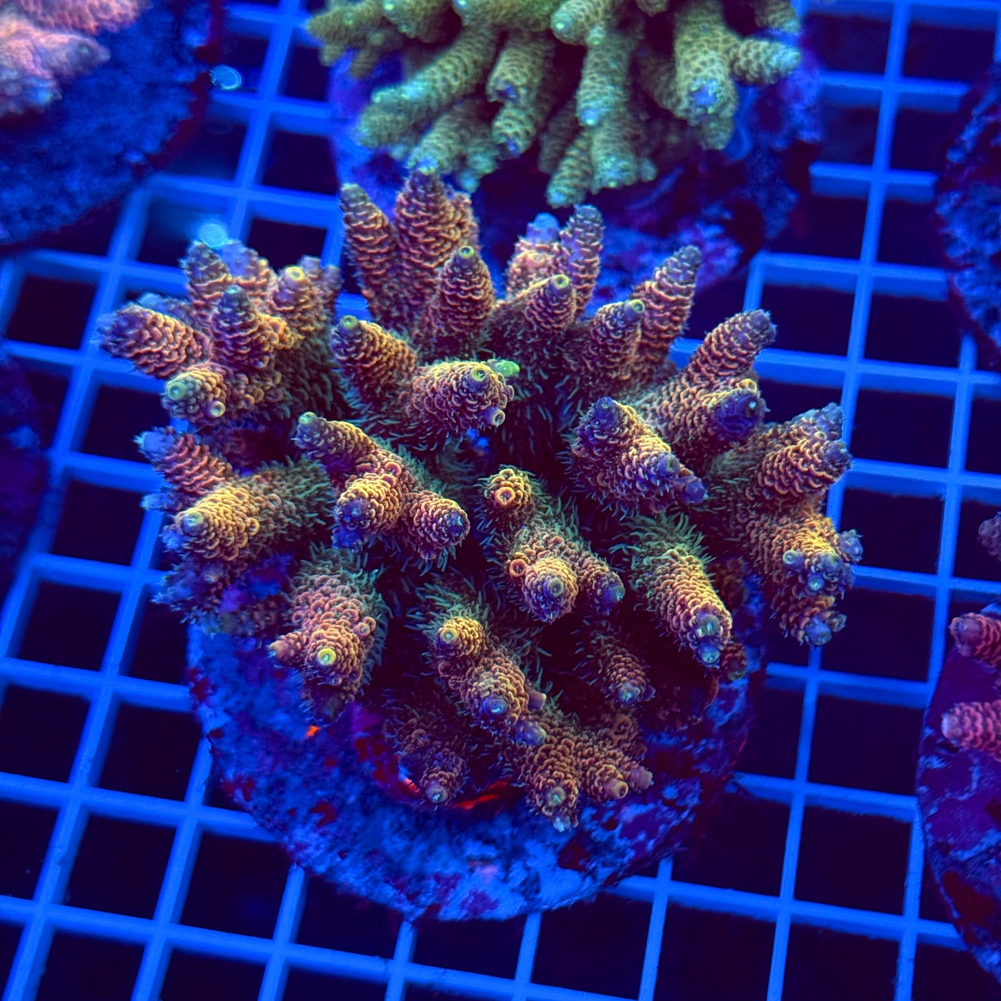 Acro Colony T2C6
