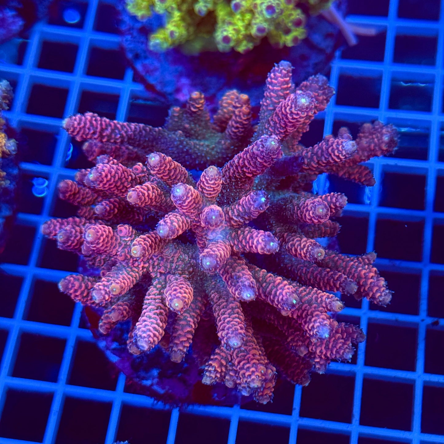 Acro Colony T2C7 Supernova