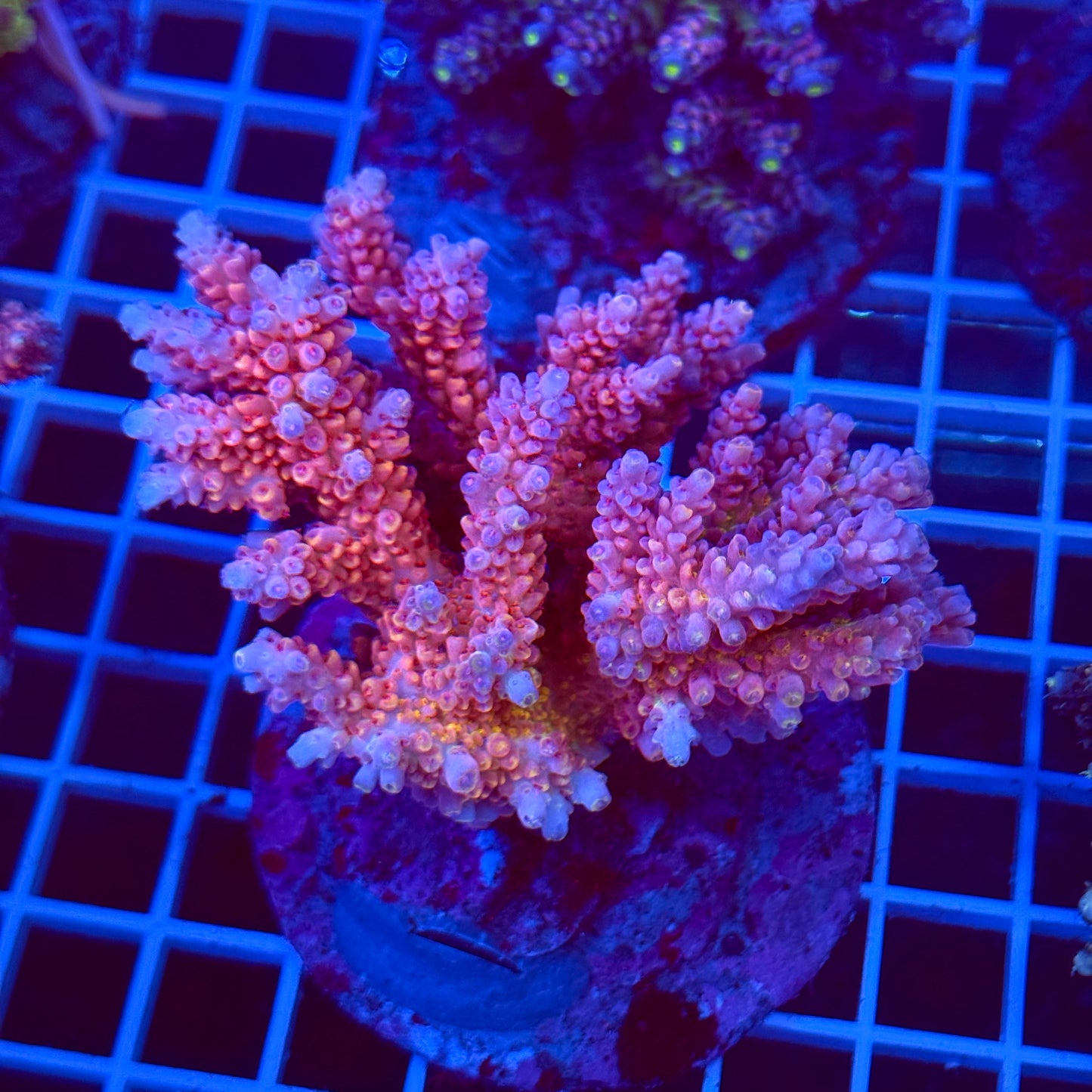 Acro Colony T2C8