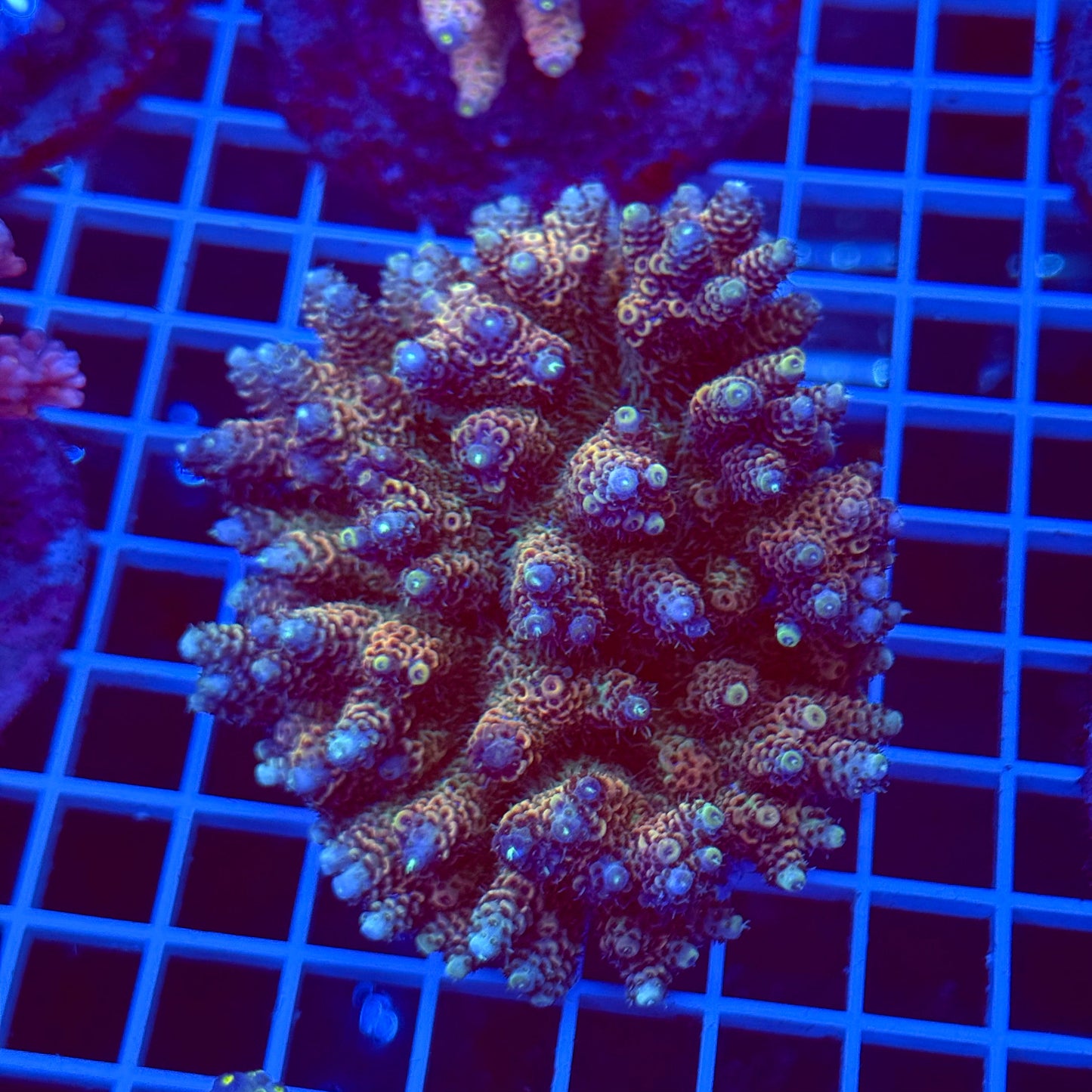 Acro Colony T2C9