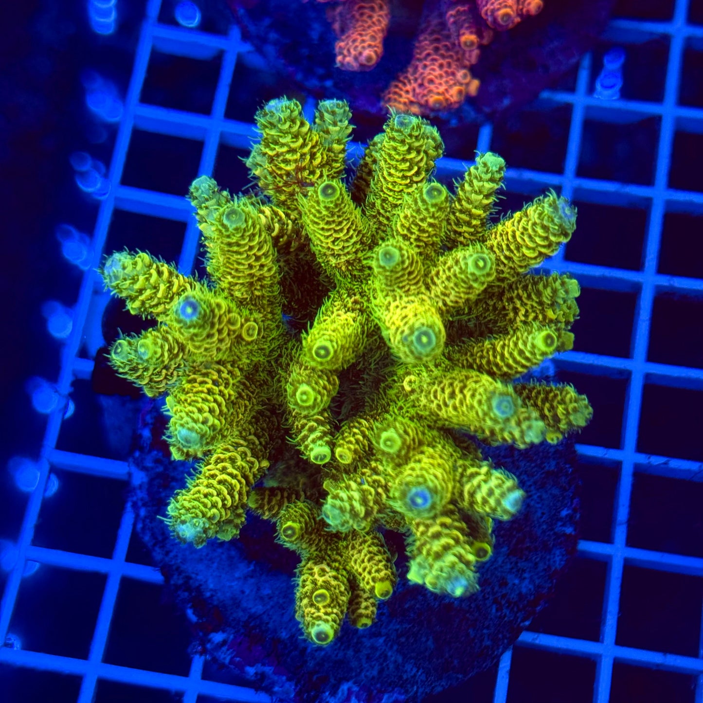 Acro Colony T2D1