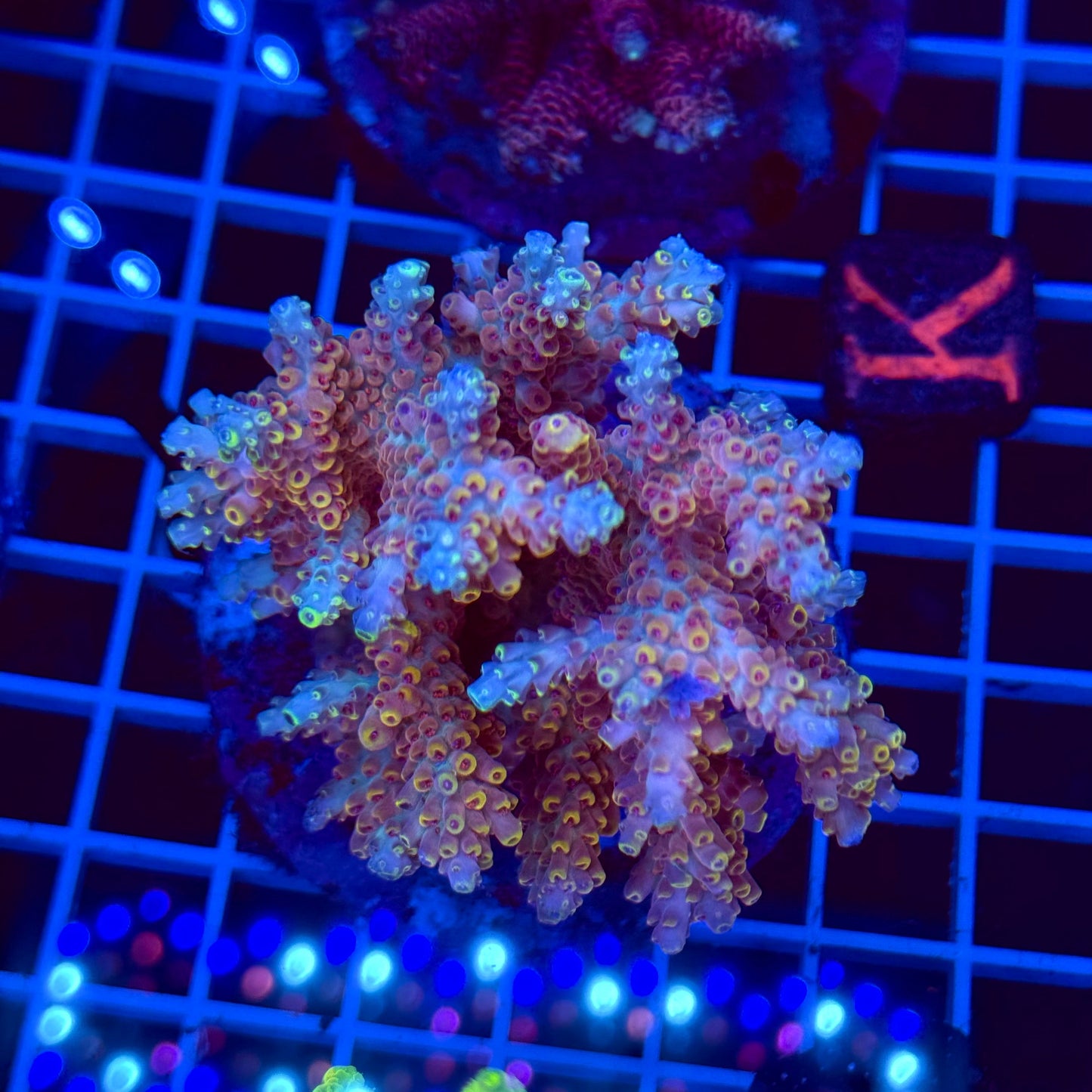 Acro Colony T2D10