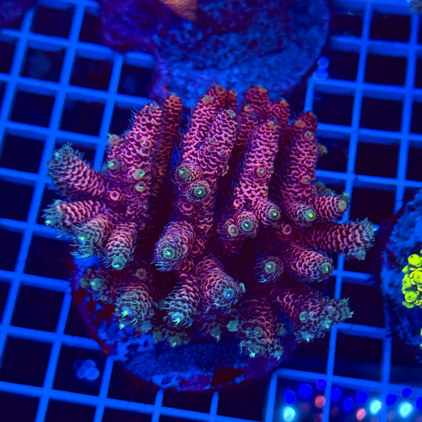 Acro Colony T2D2