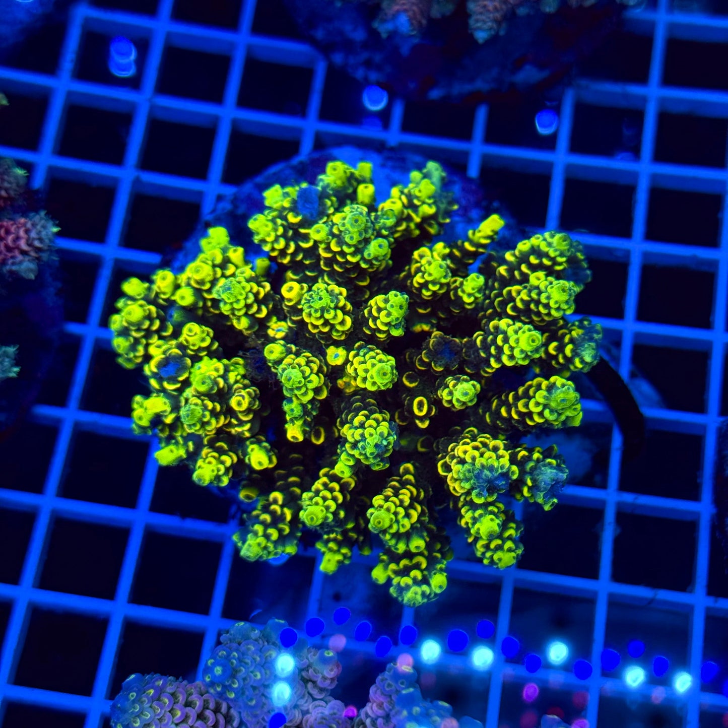 Acro Colony T2D3 "Fruit Loops"