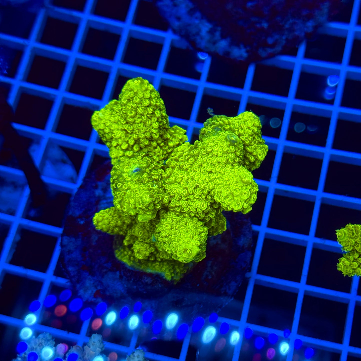 Acro Colony T2D4
