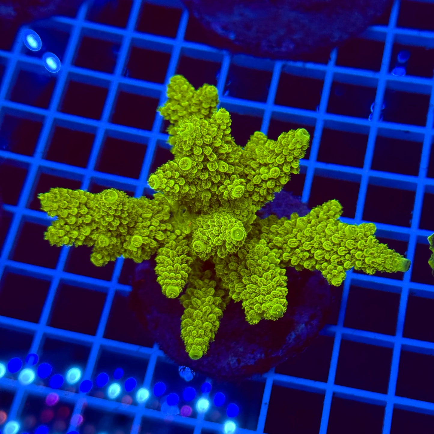 Acro Colony T2D5