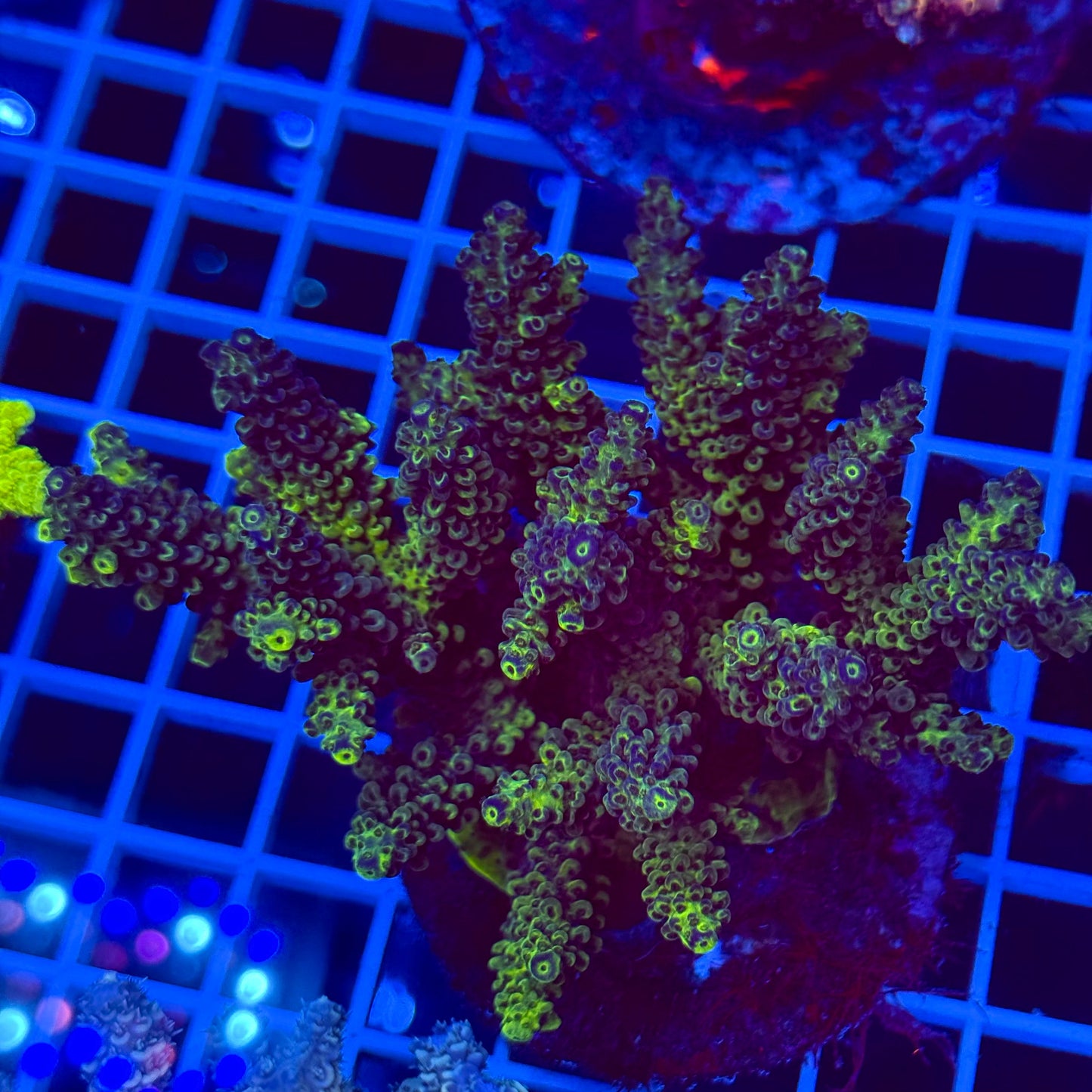 Acro Colony T2D6