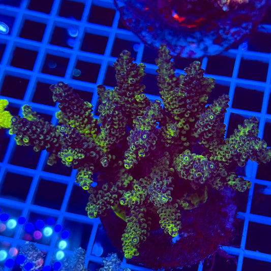 Acro Colony T2D6