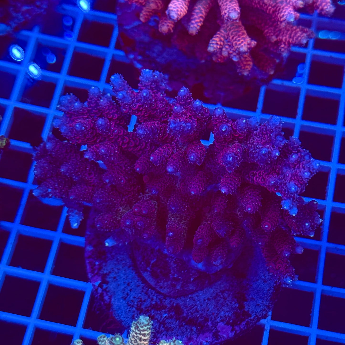 Acro Colony T2D7