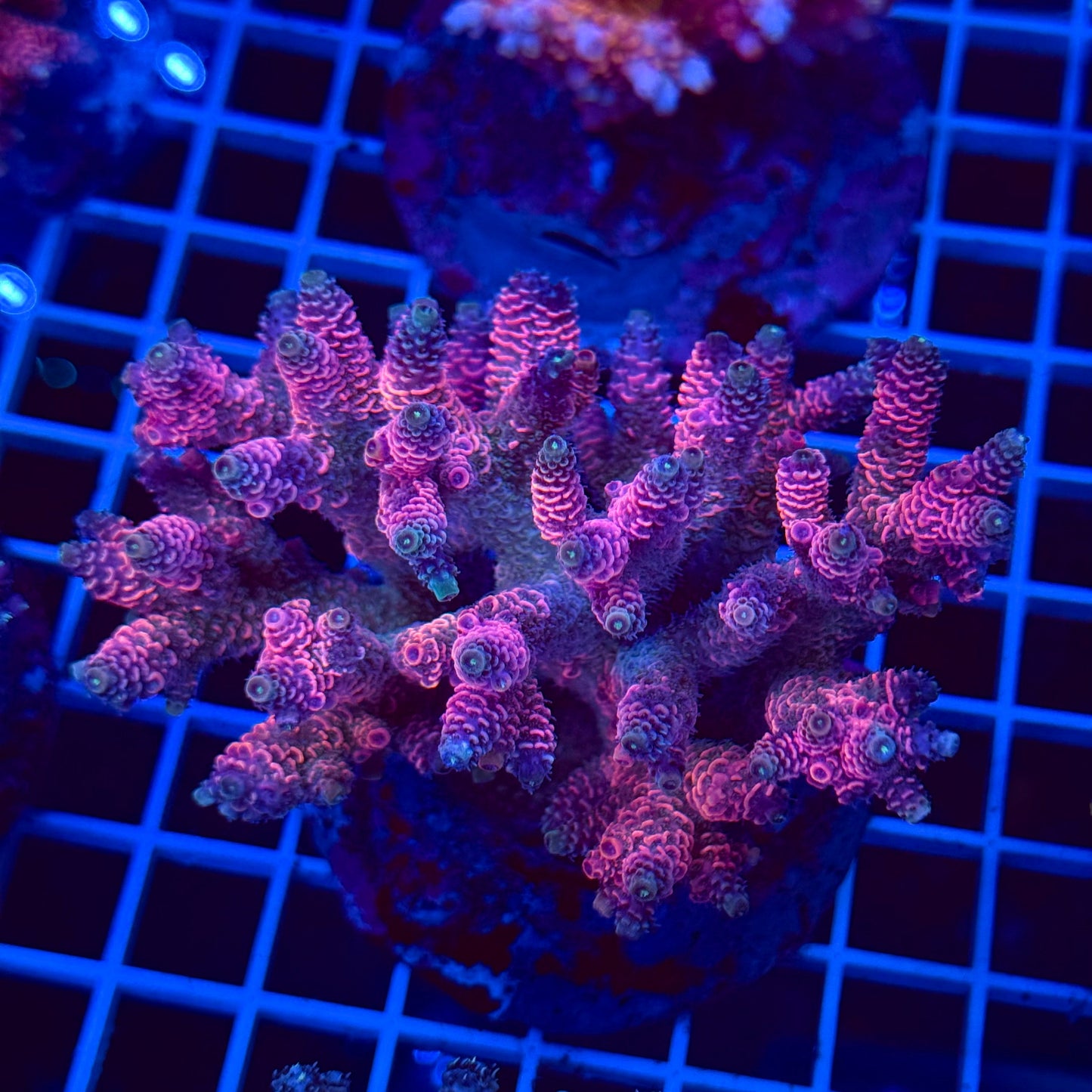 Acro Colony T2D8