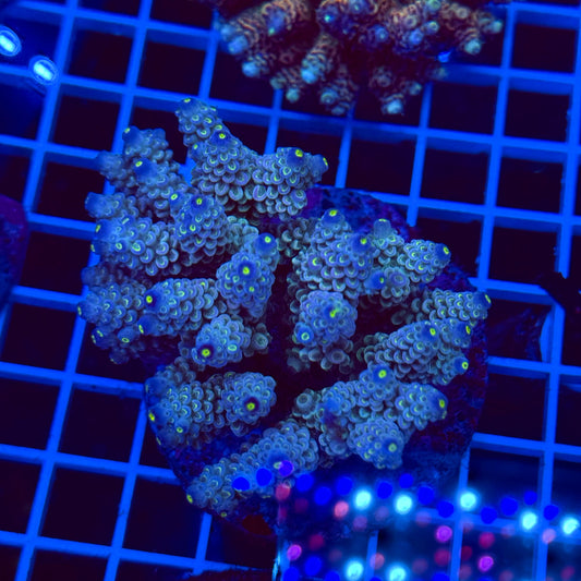 Acro Colony T2D9