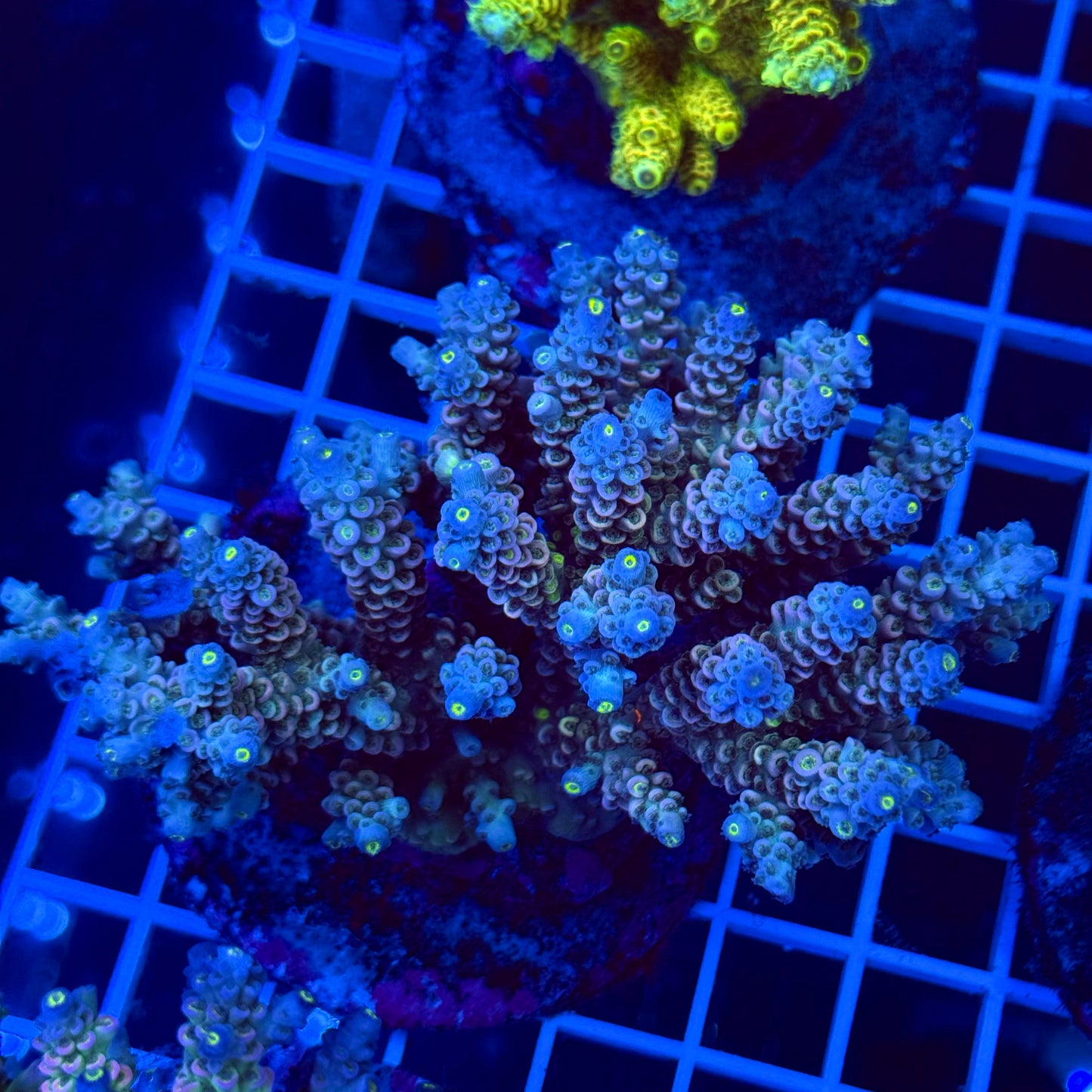 Acro Colony T2E1