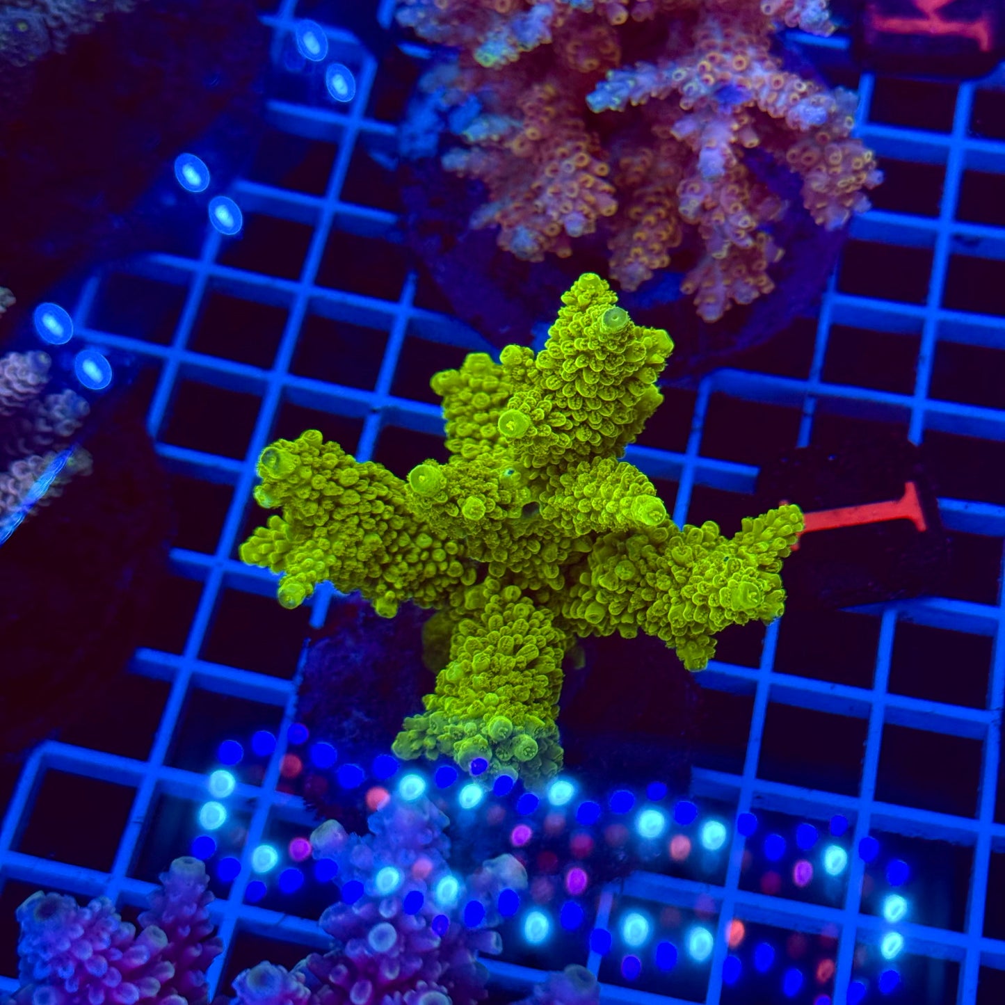 Acro Colony T2E10