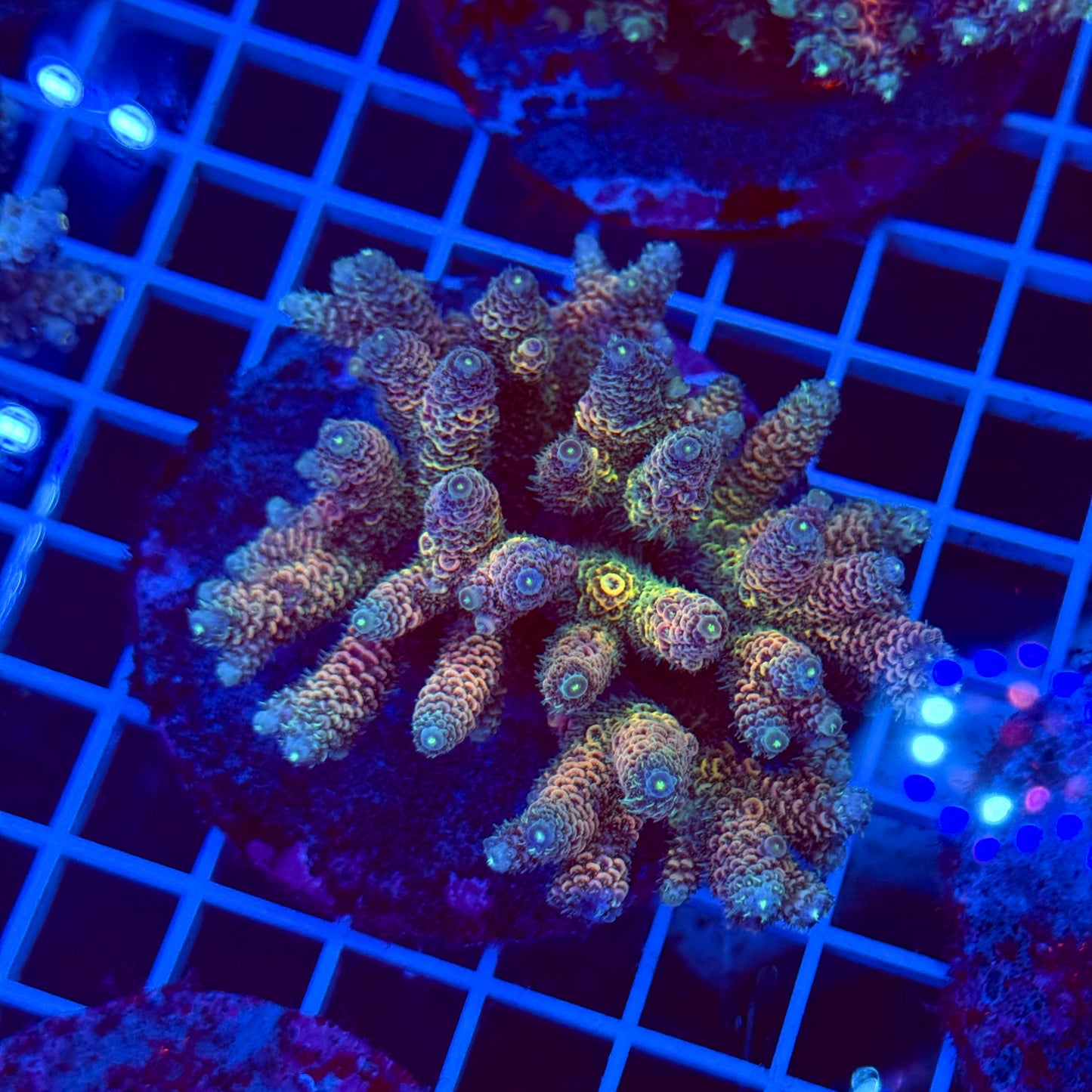 Acro Colony T2E2