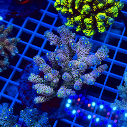 Acro Colony T2E3