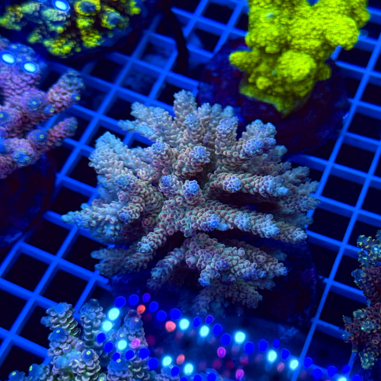 Acro Colony T2E4