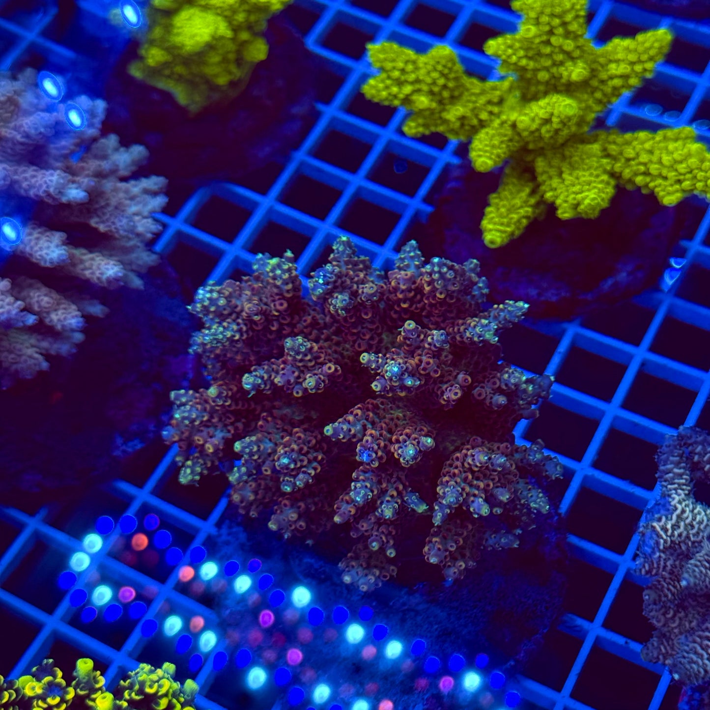 Acro Colony T2E5