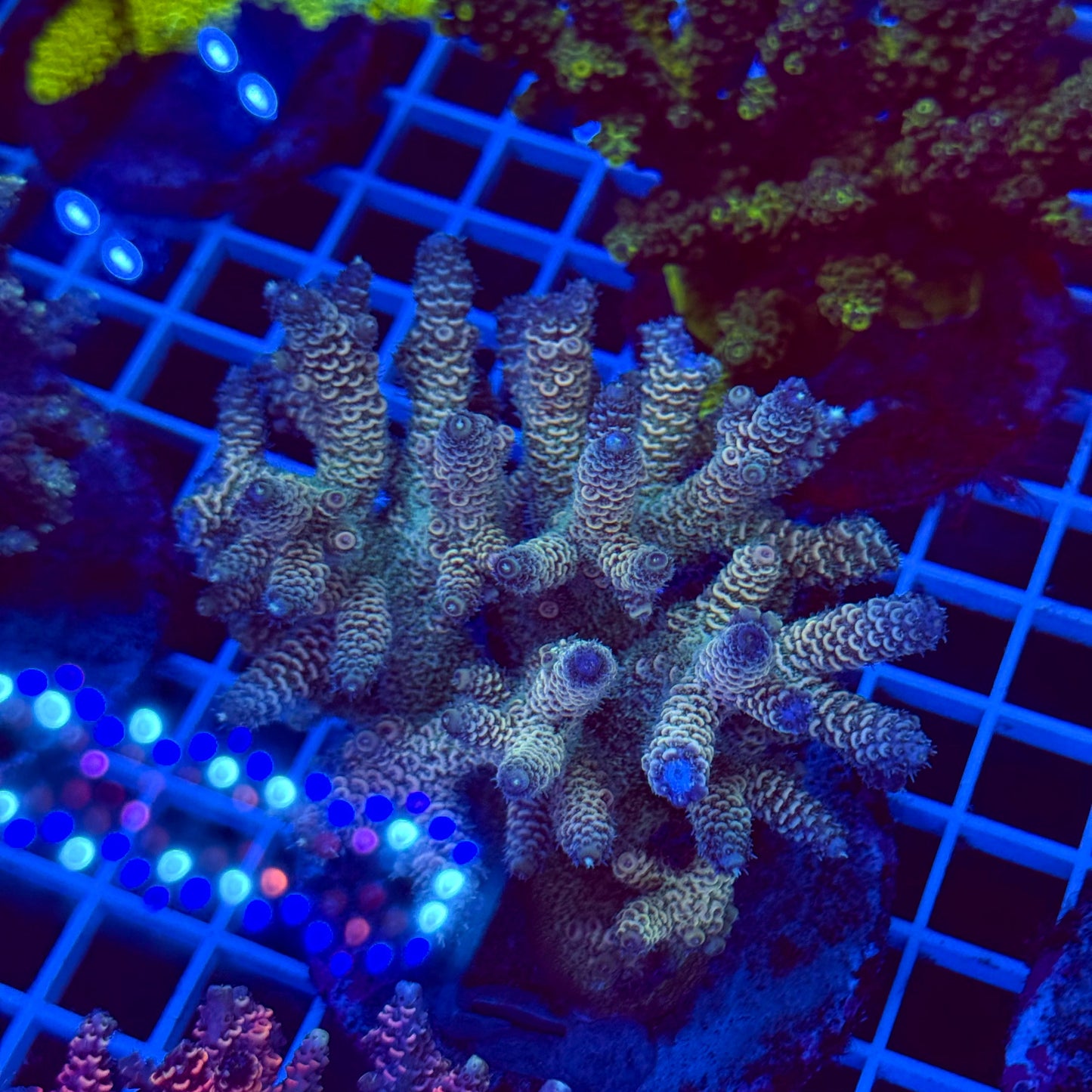 Acro Colony T2E6