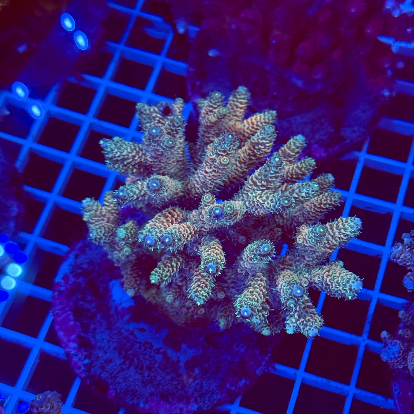 Acro Colony T2E7