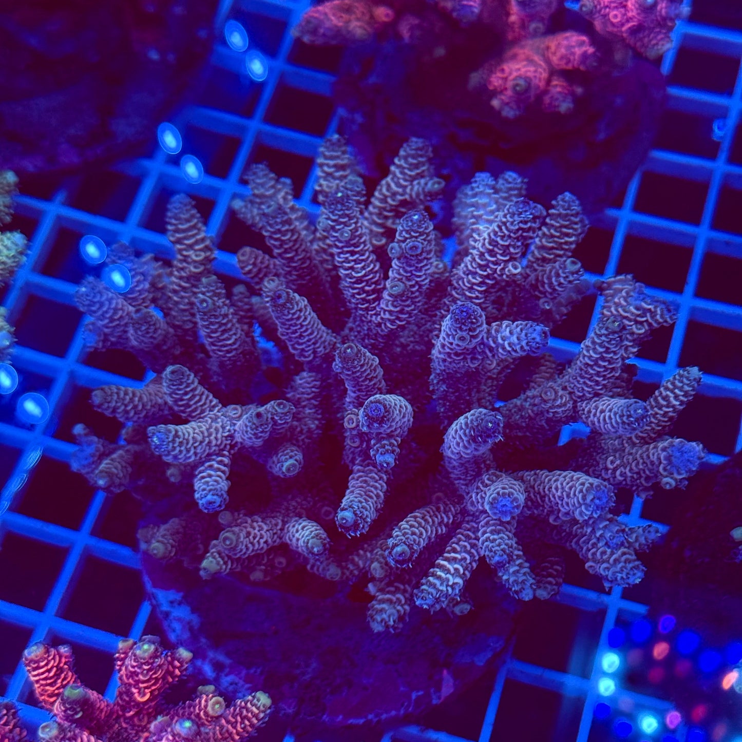 Acro Colony T2E8