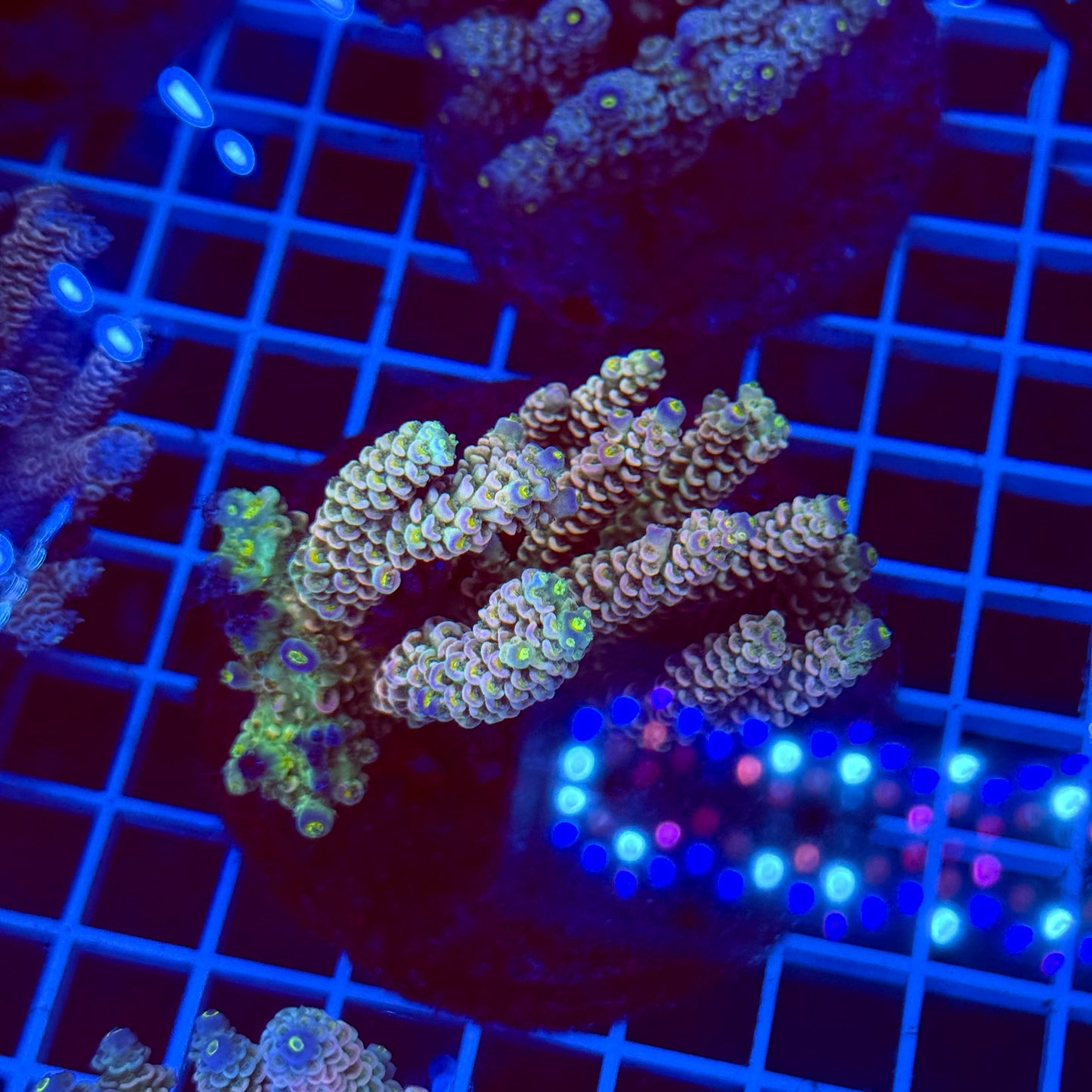 Acro Colony T2E9
