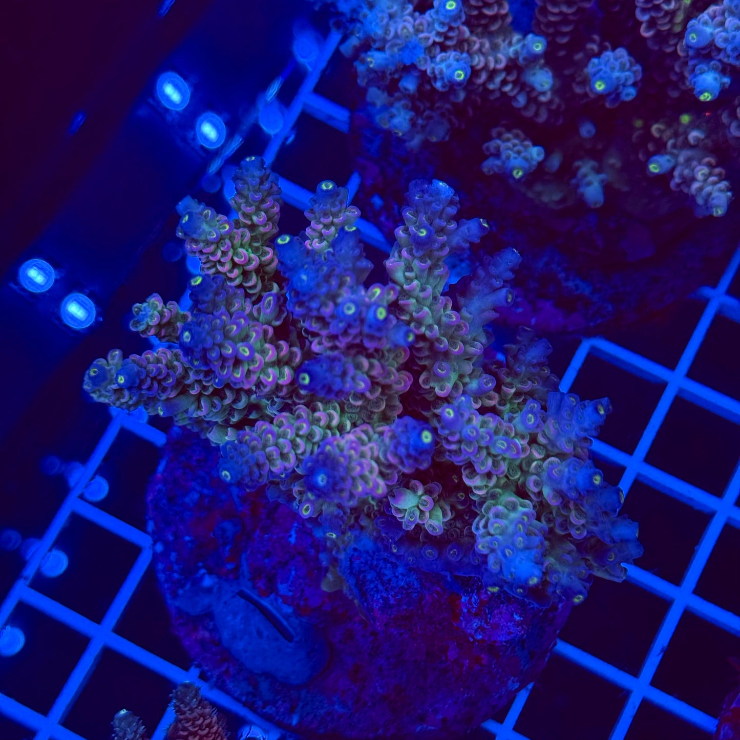 Acro Colony T2F1