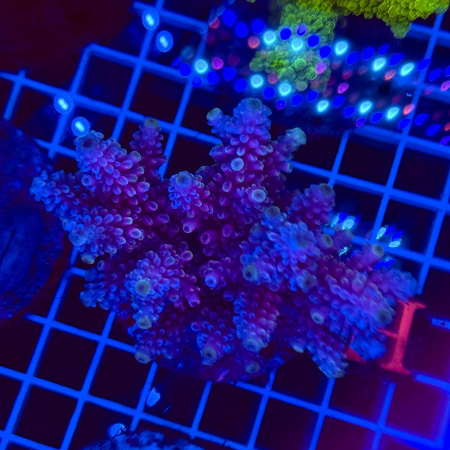 Acro Colony T2F10
