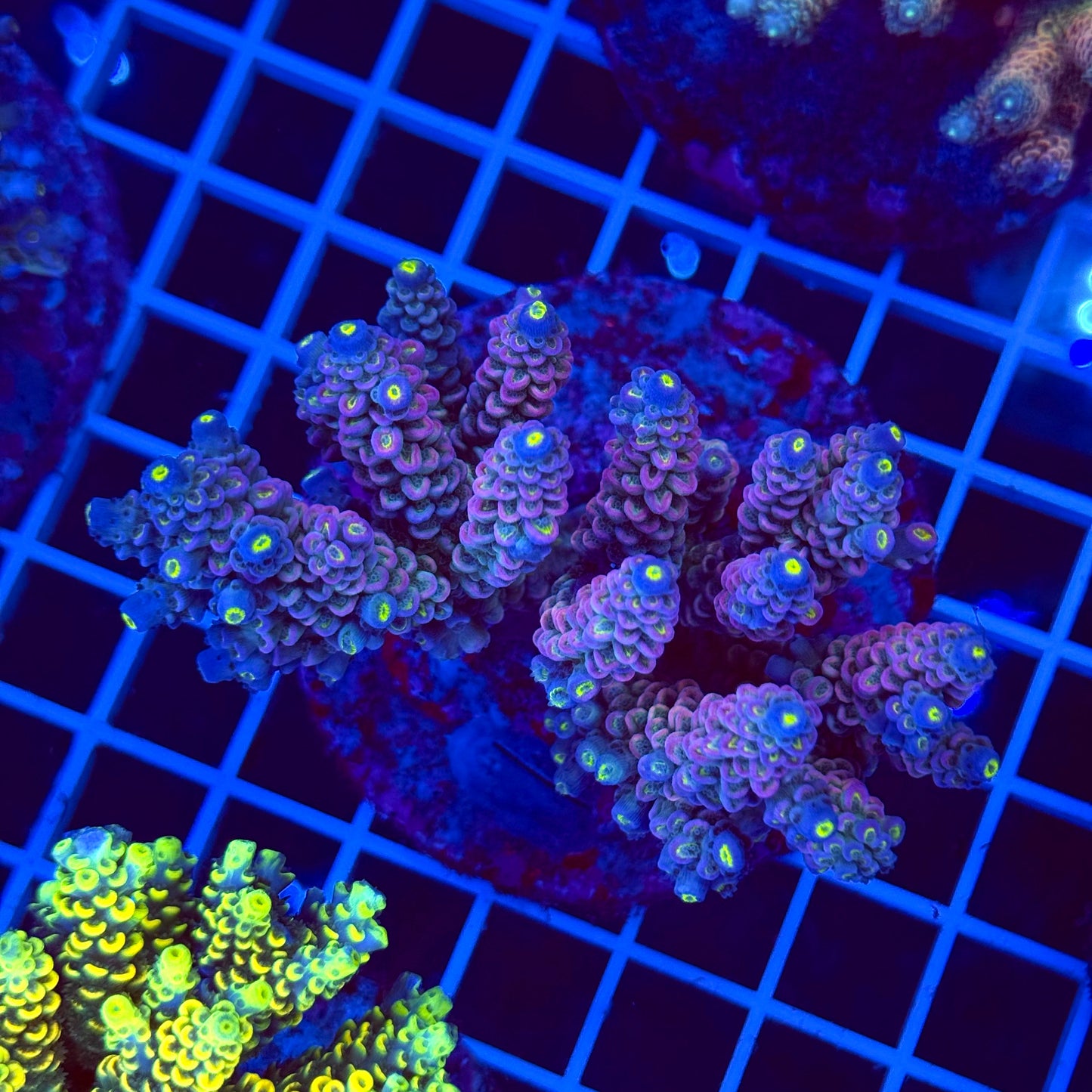 Acro Colony T2F2
