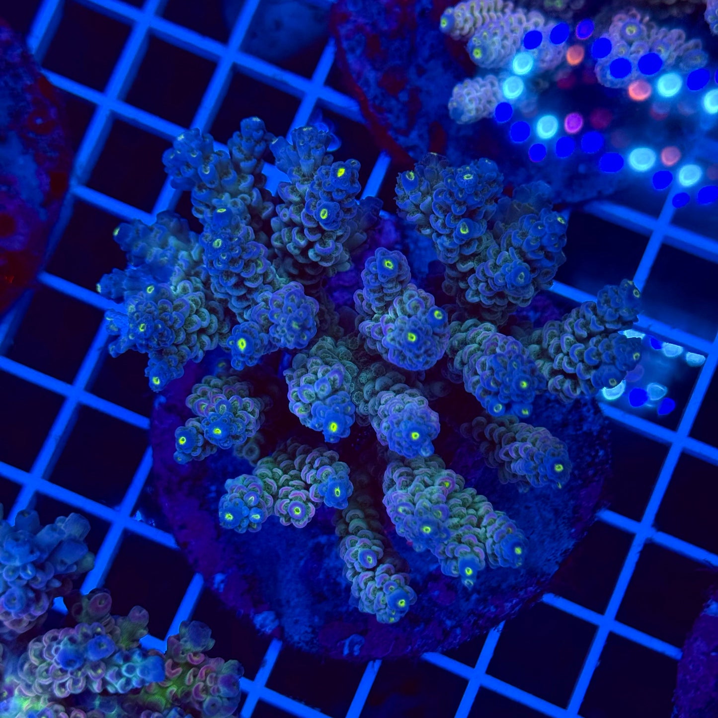 Acro Colony T2F3