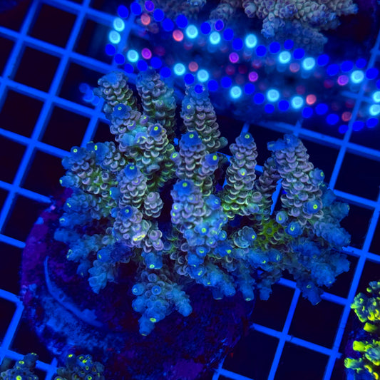 Acro Colony T2F4