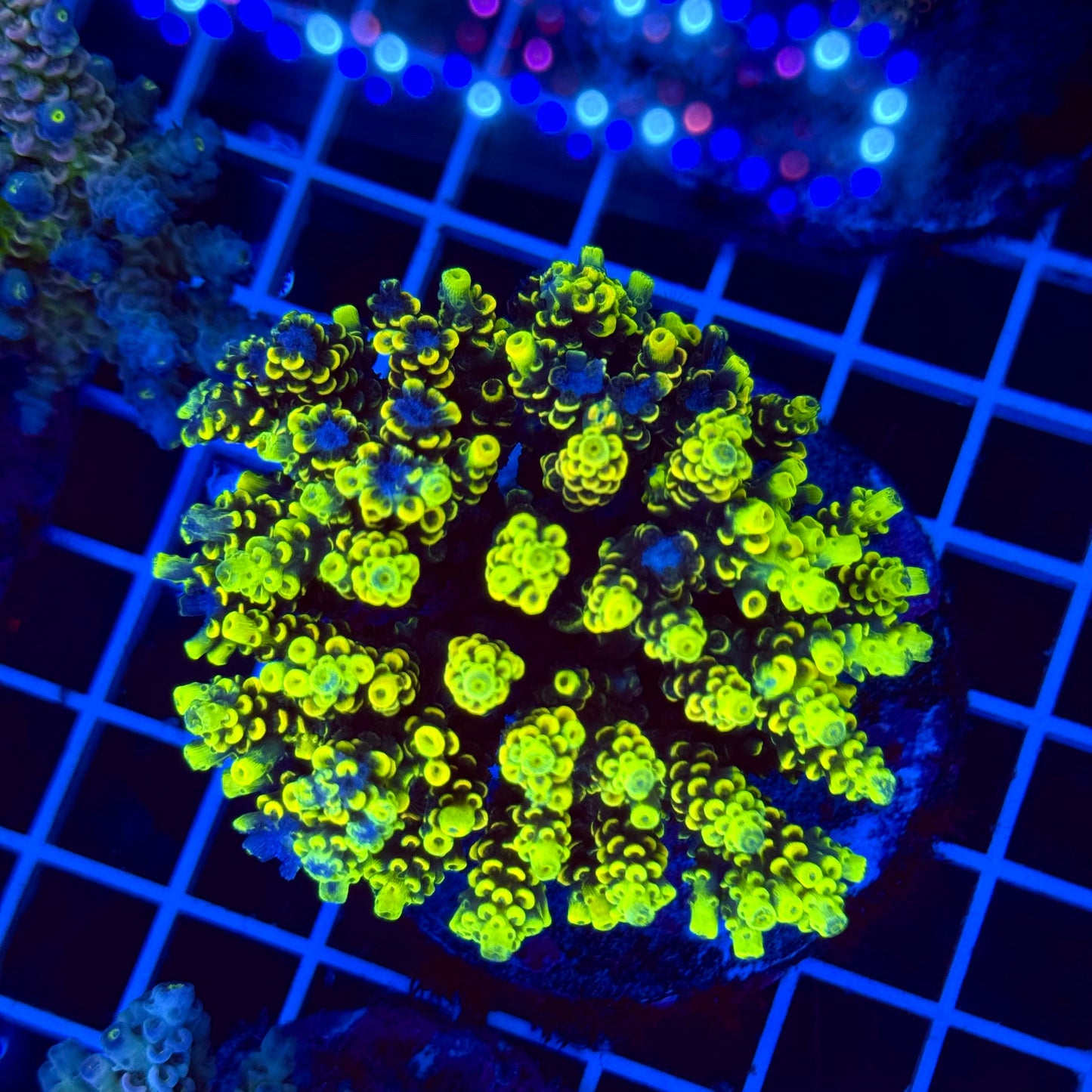 Acro Colony T2F5 "Fruit Loops"