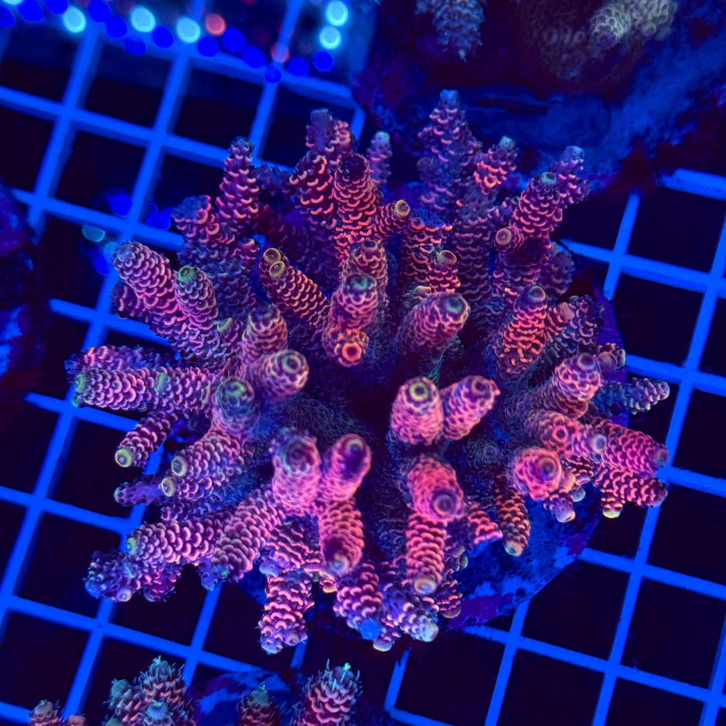 Acro Colony T2F6