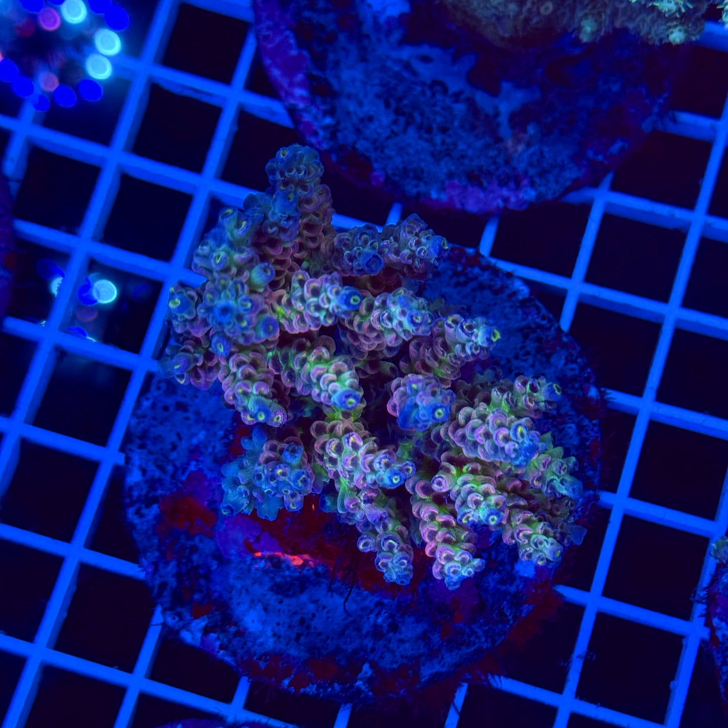 Acro Colony T2F7
