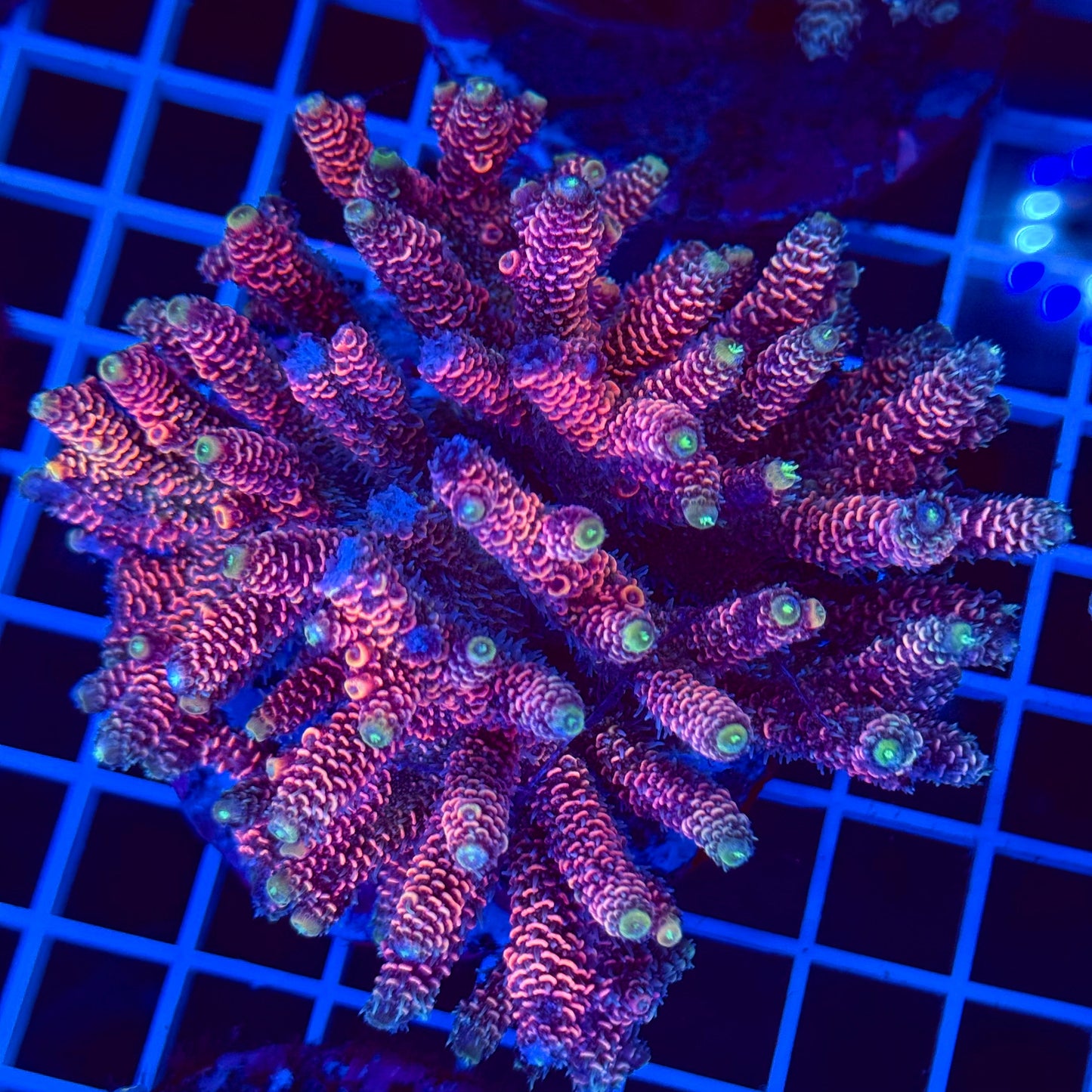 Acro Colony T2F8