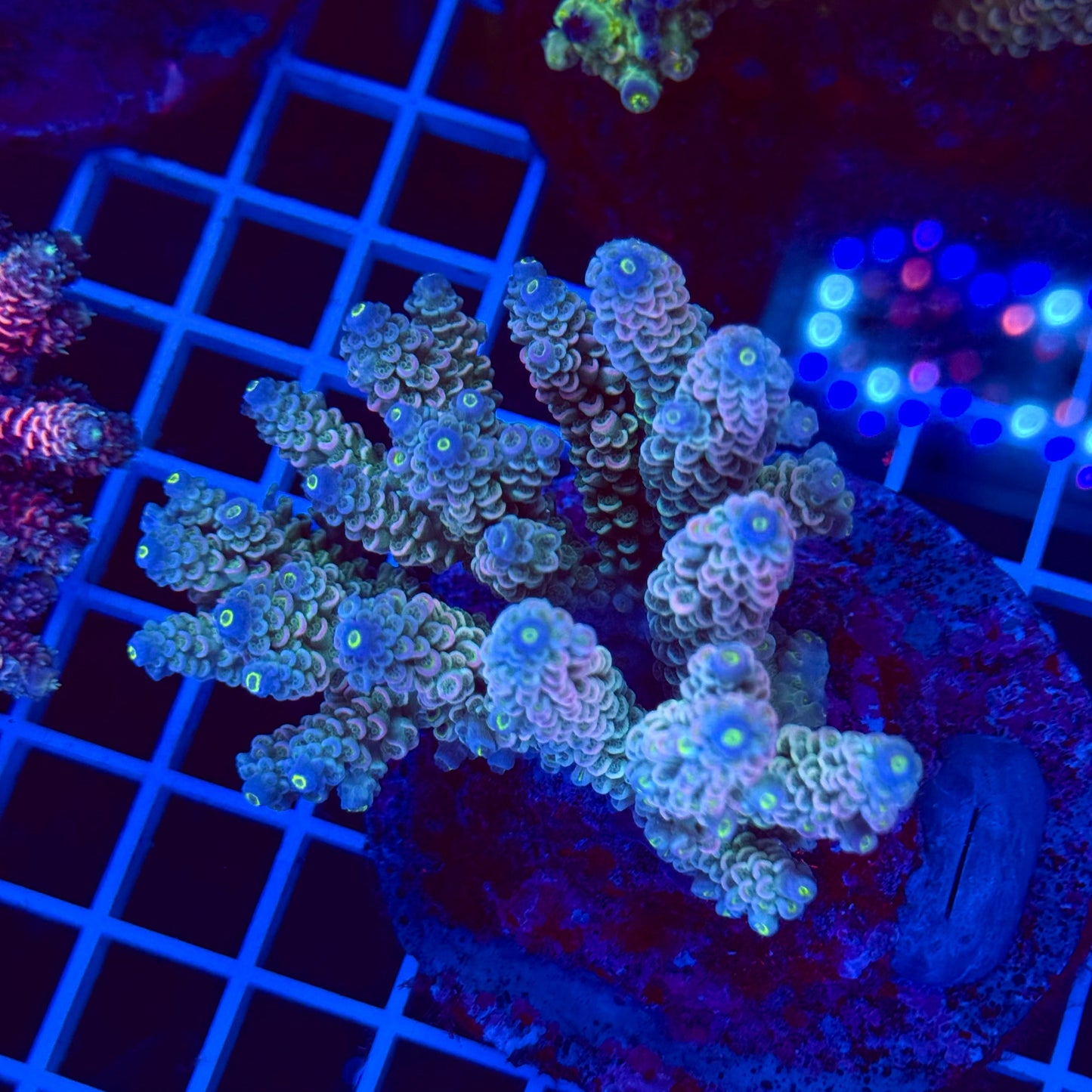 Acro Colony T2F9