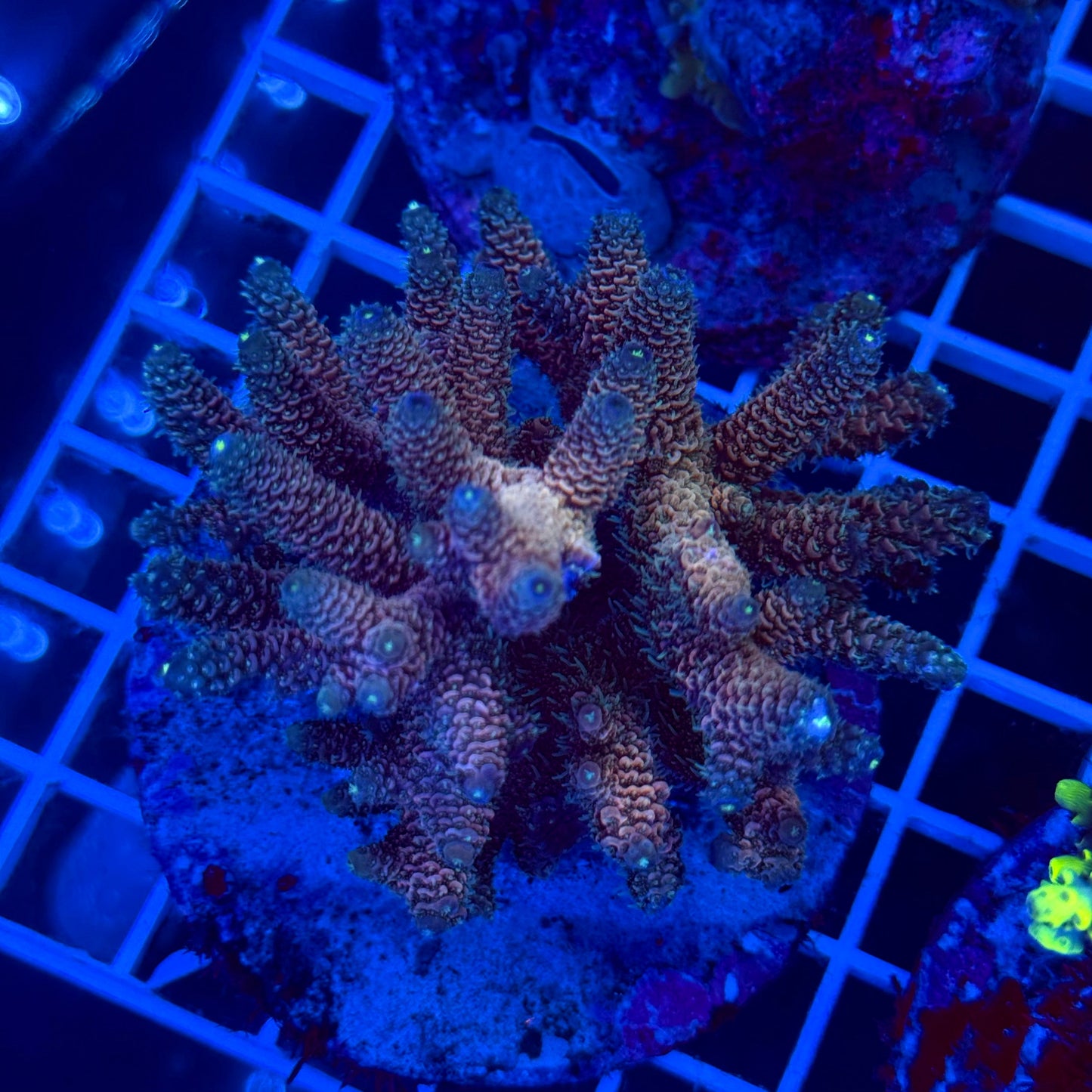 Acro Colony T2G1