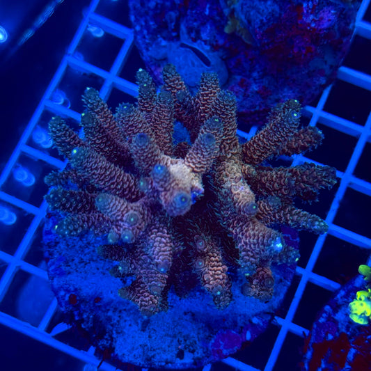 Acro Colony T2G1