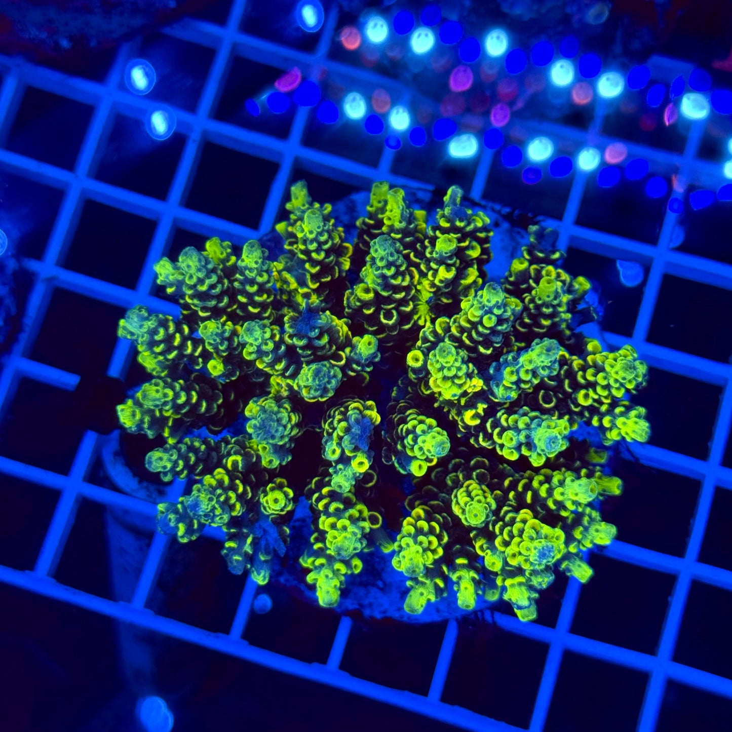 Acro Colony T2G10 "Fruit Loops"